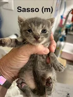 A baby medium-sized female Domestic Short Hair cat named Sasso for adoption in Saugerties, NY