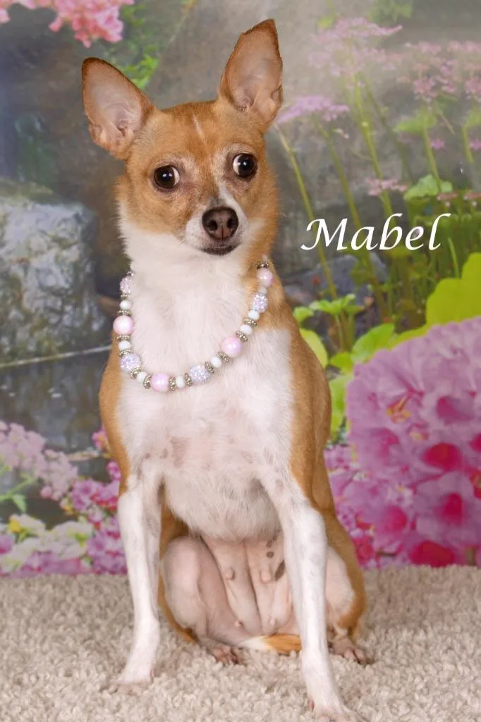 An adult small-sized female Chihuahua dog named Mabel for adoption in Gilbert, AZ