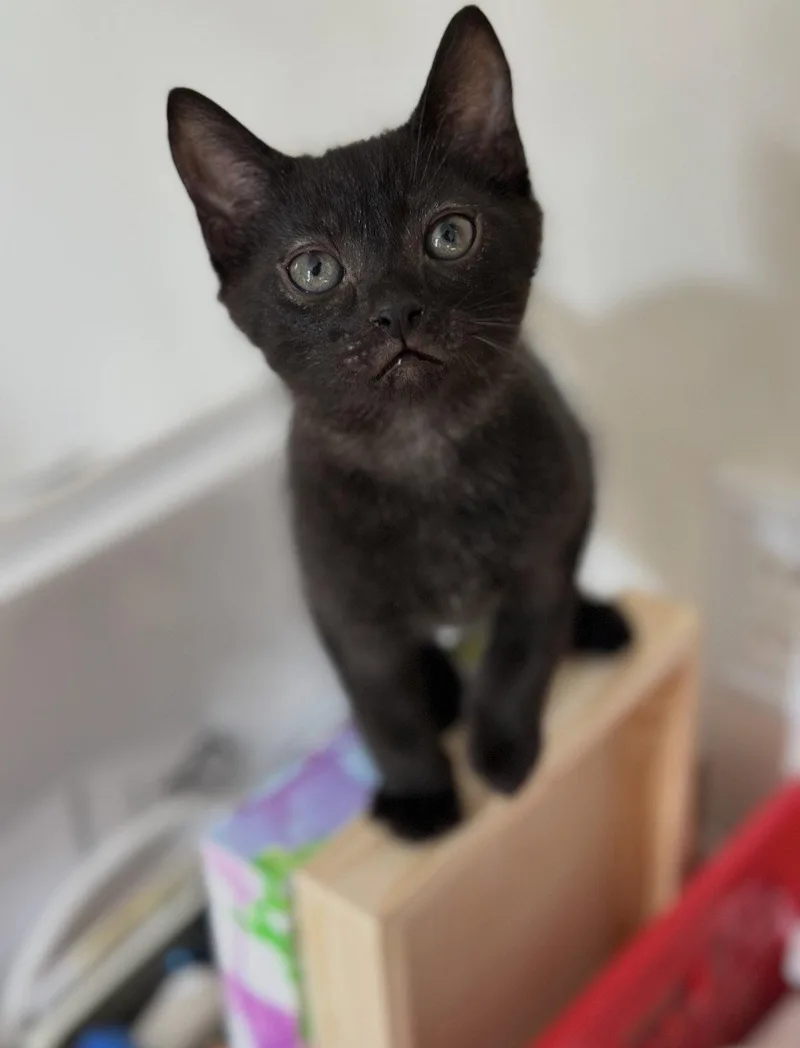 A baby medium-sized male Black Domestic Short Hair cat named Jiji for adoption in Cuyahoga Falls, OH