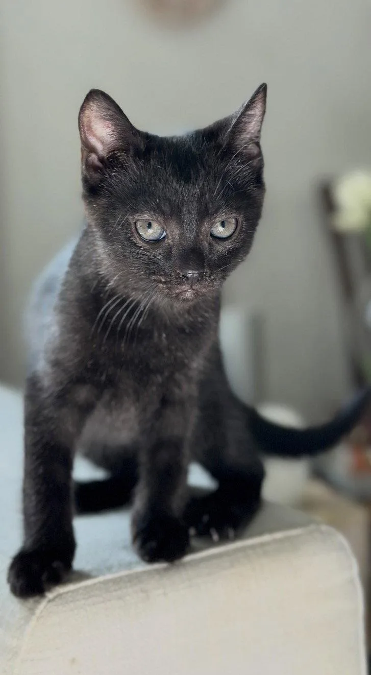 Jiji thumbnail 2
