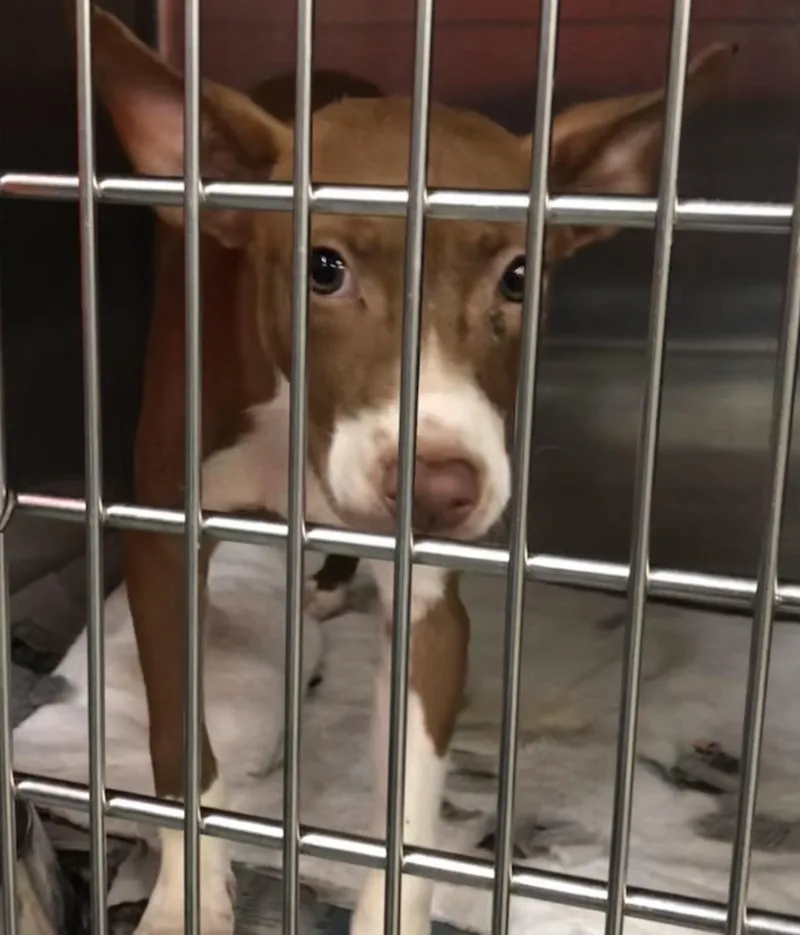 A baby medium-sized female Brown / Chocolate Mixed Breed dog named Lolla for adoption in Parma, OH