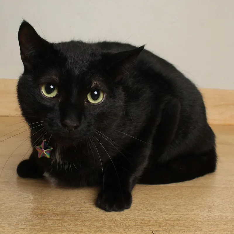 A young large-sized male Black Domestic Short Hair cat named Prowler C for adoption in Minnetonka, MN