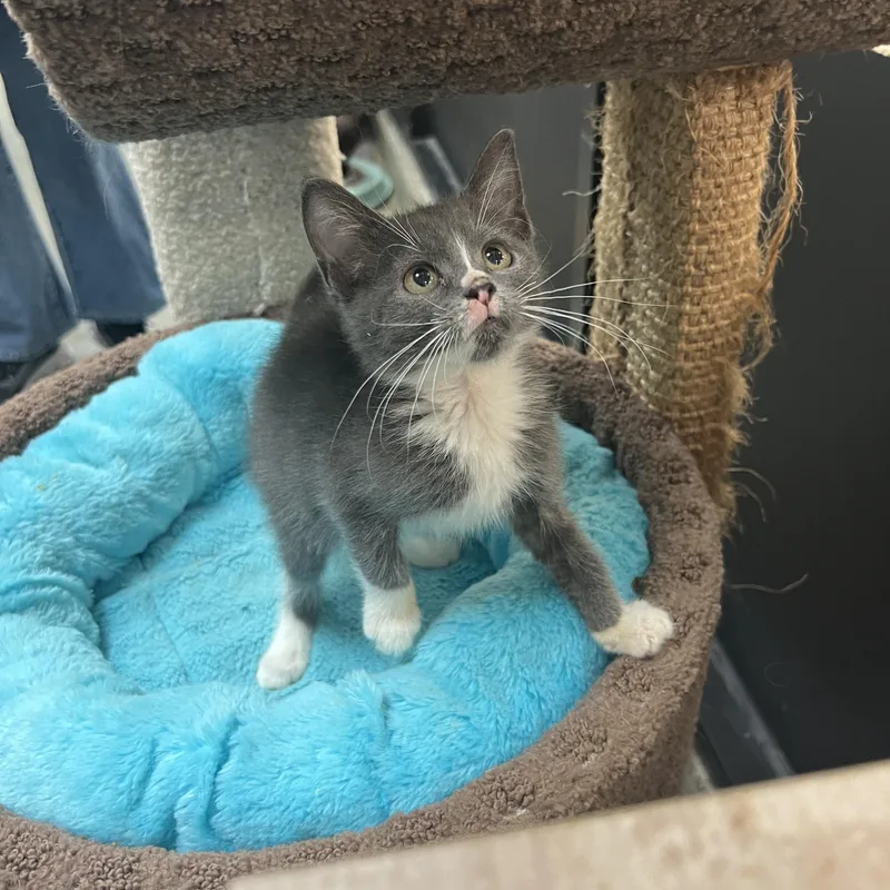 A baby medium-sized female Domestic Short Hair cat named Biscuit for adoption in Palmetto, FL