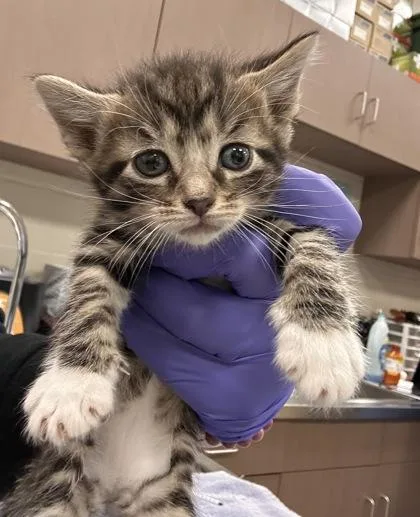 A baby small-sized female Domestic Short Hair cat named Mars for adoption in Fishers, IN