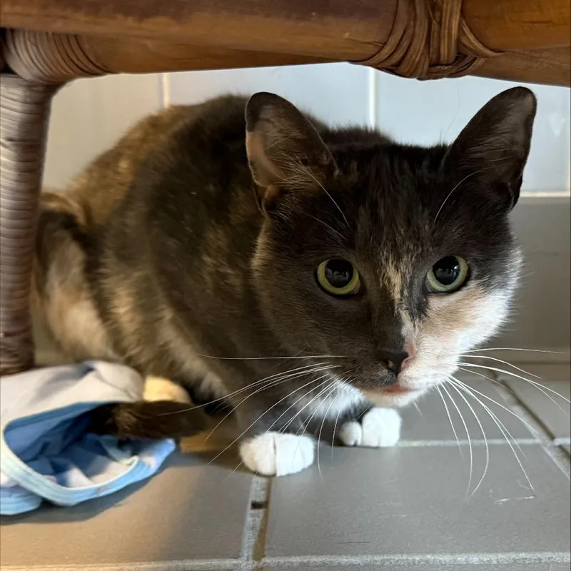 A young medium-sized female Calico Domestic Short Hair cat named Lou Lou for adoption in Wantagh, NY