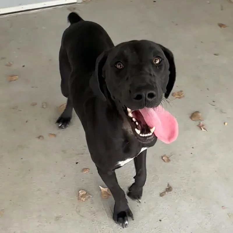 An adult medium-sized female Black Coonhound dog named Stormy for adoption in Manhattan, KS