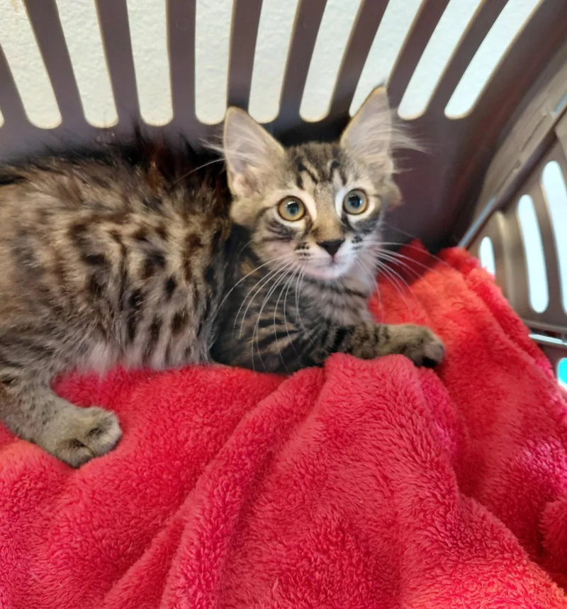 A young medium-sized female Manx cat named Klover for adoption in St. Cloud, FL