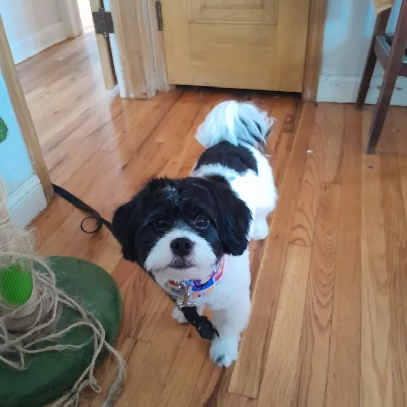 A young small-sized male White / Cream Lhasa Apso dog named Reiki for adoption in St. Paul, MN
