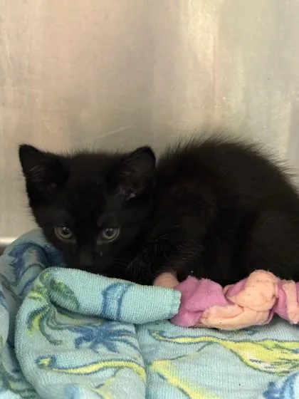 A baby small-sized male Domestic Short Hair cat named Bertram for adoption in Gainesville, FL