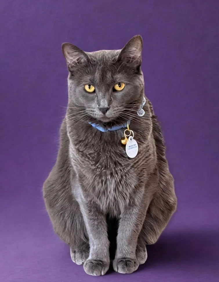 An adult medium-sized female Russian Blue cat named Luna for adoption in Rowland Heights, CA