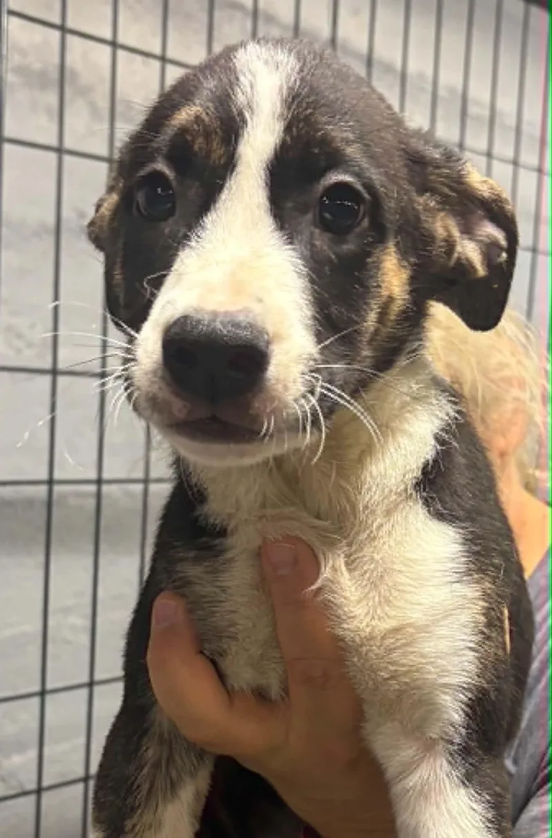 A baby medium-sized male Tricolor (Brown, Black, & White) German Shepherd Dog dog named Angel for adoption in Clairton, PA