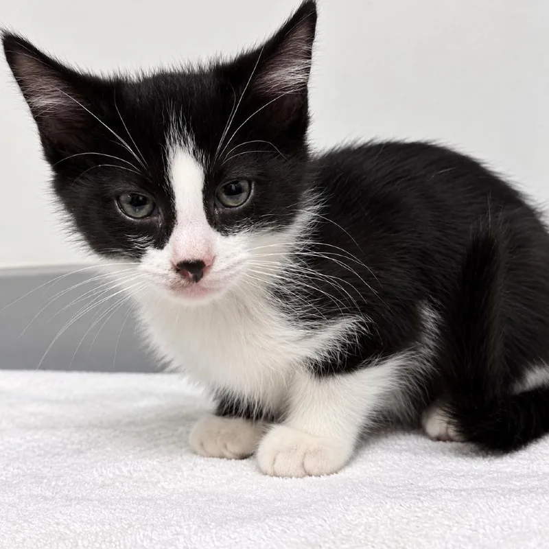 A baby small-sized male Black Domestic Short Hair cat named Great Smoky for adoption in Austin, TX