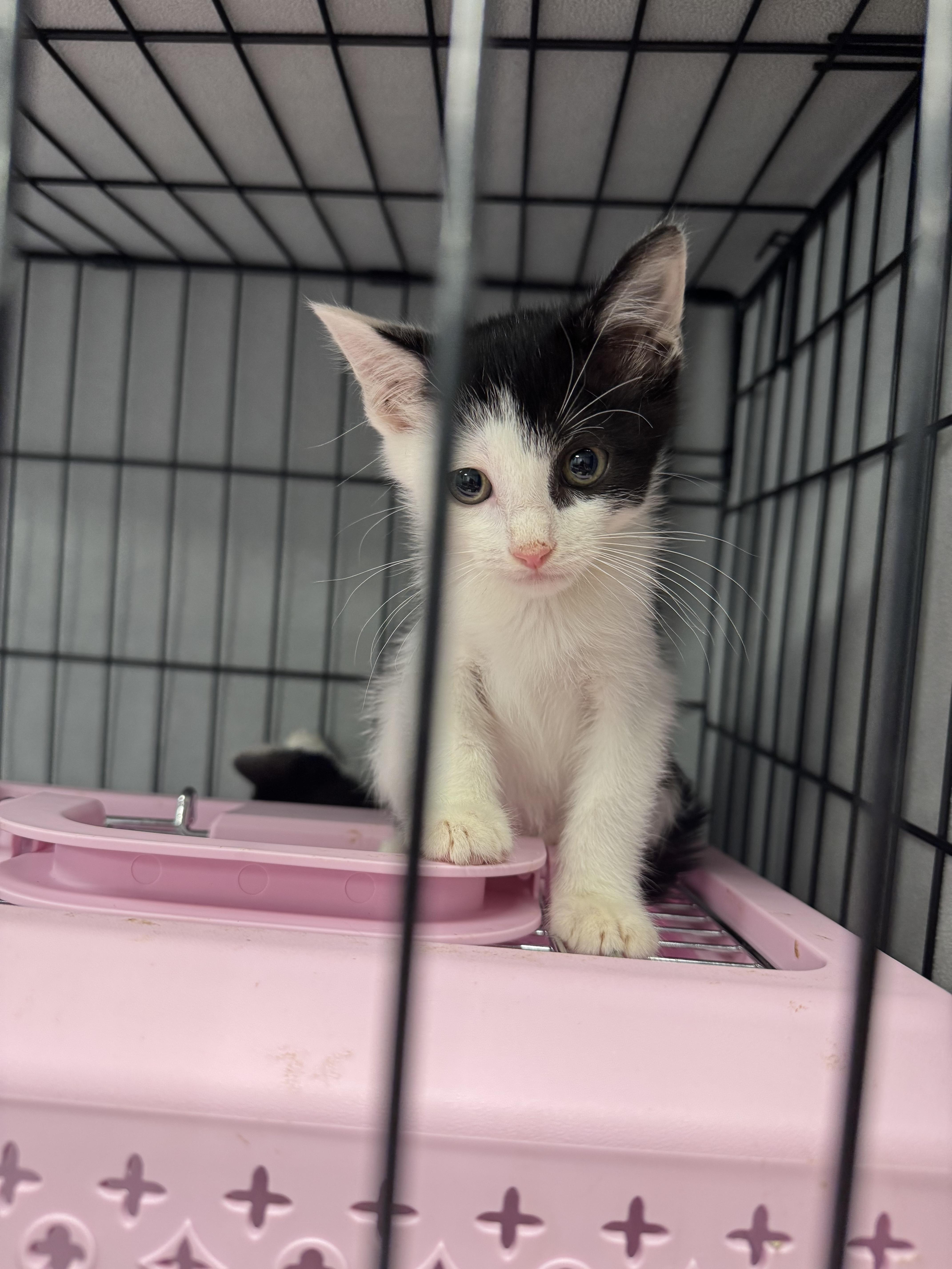 A baby medium-sized female Calico cat named Scooby Doo Litter for adoption in Staten Island, NY