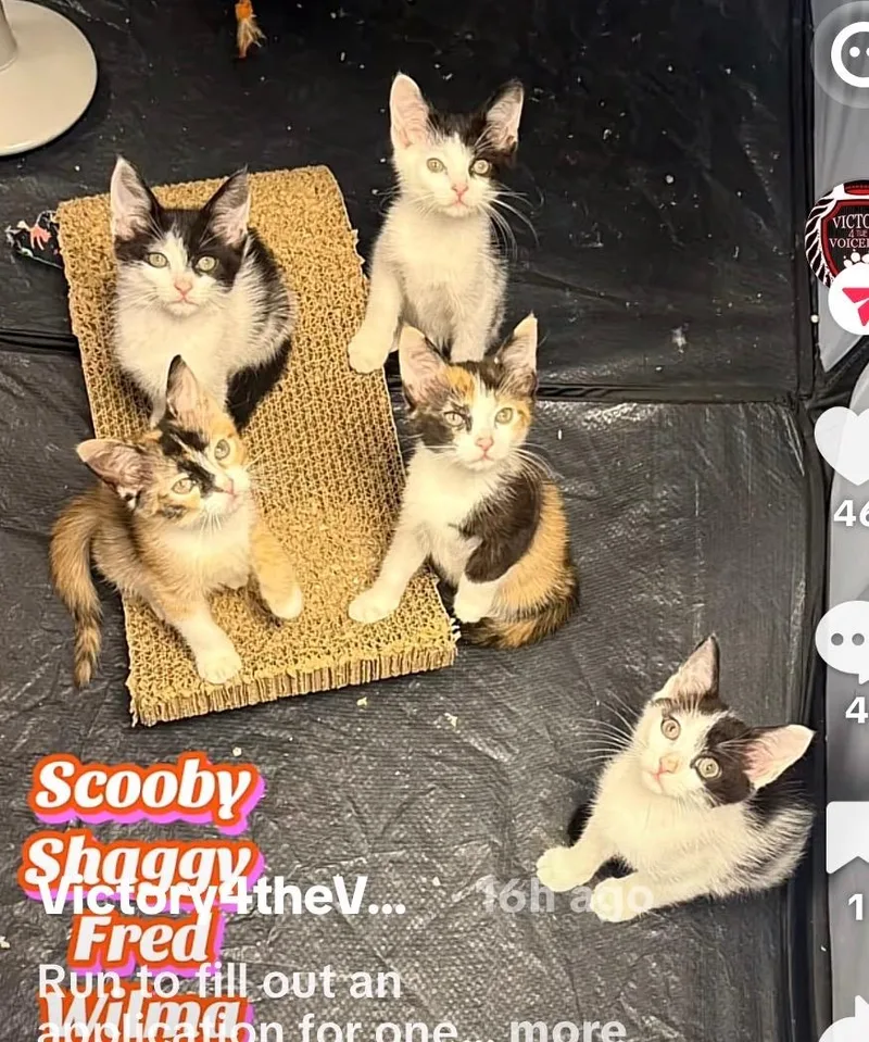 Scooby Doo Litter thumbnail 2