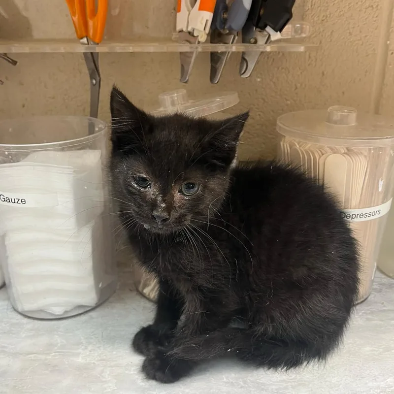 A baby small-sized male Black Domestic Short Hair cat named Kidd for adoption in Lewisburg, WV