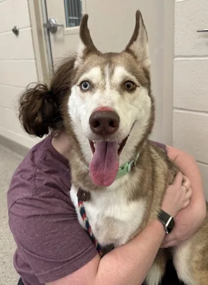An adult medium-sized female Siberian Husky dog named Schatzi for adoption in Fishers, IN