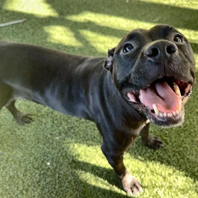 An adult medium-sized male Pit Bull Terrier dog named Mink for adoption in Tavares, FL