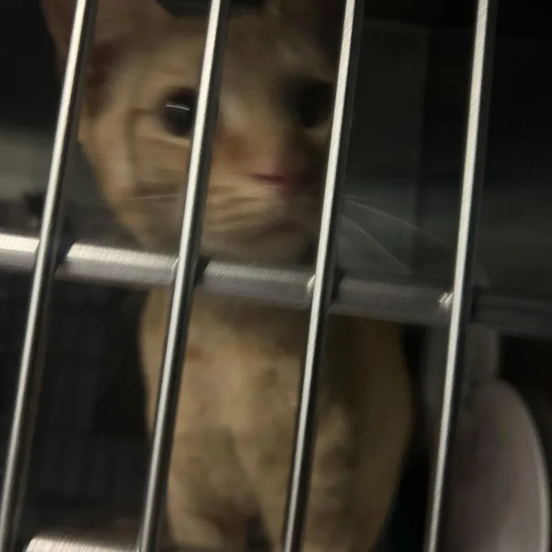 An adult medium-sized male Orange / Red Domestic Short Hair cat named Felix for adoption in Greensboro, NC