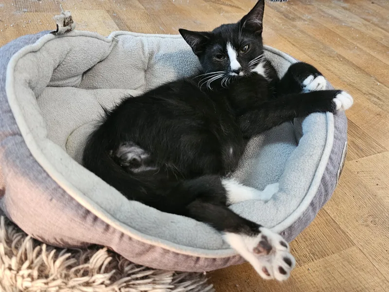 A baby medium-sized male Black & White / Tuxedo Tuxedo cat named Moth for adoption in Richmond, VA
