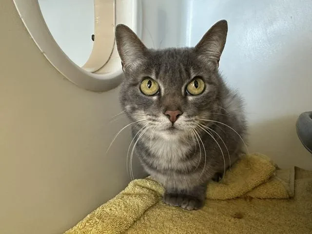 An adult medium-sized female Domestic Short Hair cat named Ollie for adoption in McKinleyville, CA