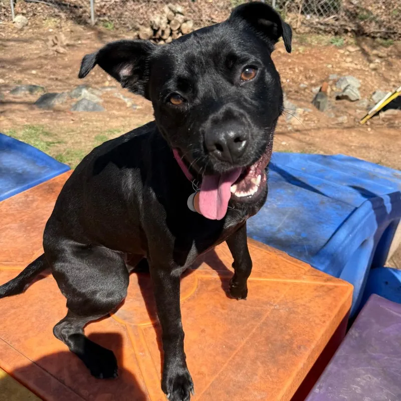 Daisy Jane thumbnail 2