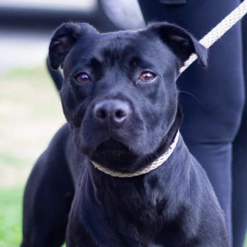 Daisy Jane thumbnail 4