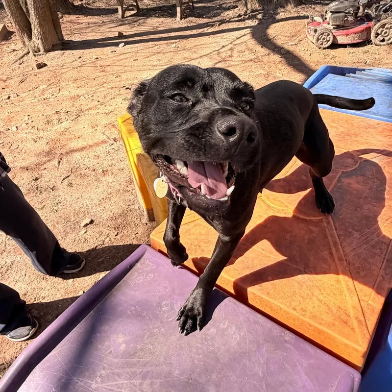 Daisy Jane thumbnail 5