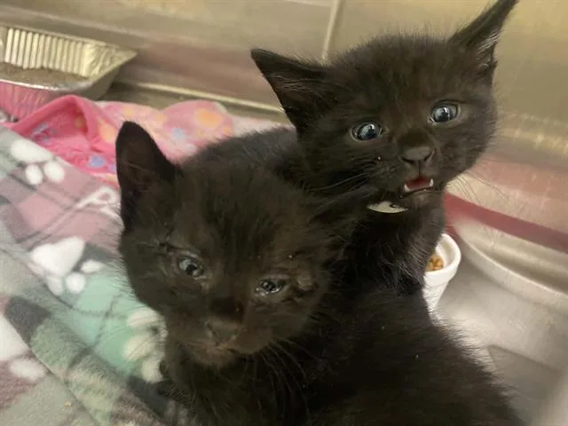 A baby small-sized male Domestic Short Hair cat named Pete for adoption in Tustin, CA