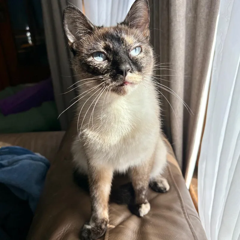 An adult medium-sized female Cream / Ivory Siamese cat named Celeste for adoption in Fairport, NY