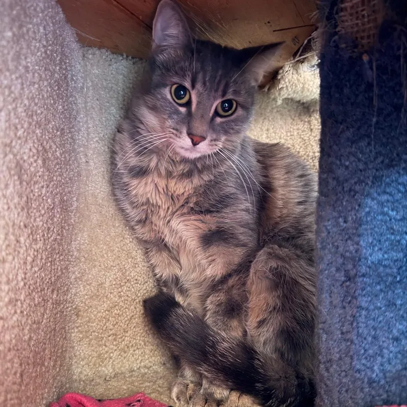 A young medium-sized female Domestic Short Hair cat named Fern for adoption in Tucson, AZ