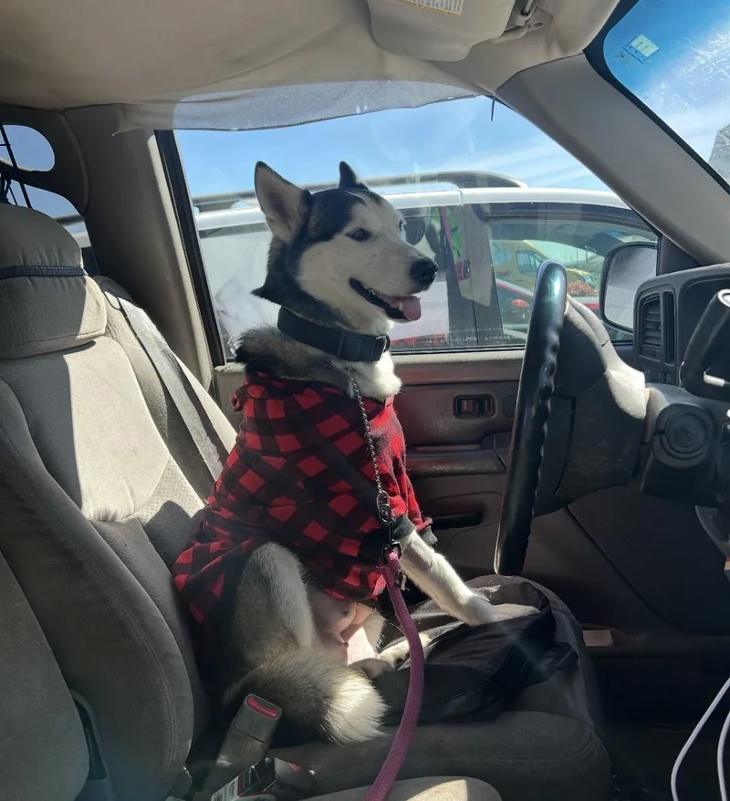 A young medium-sized female White / Cream Husky dog named Luna for adoption in Victorville, CA