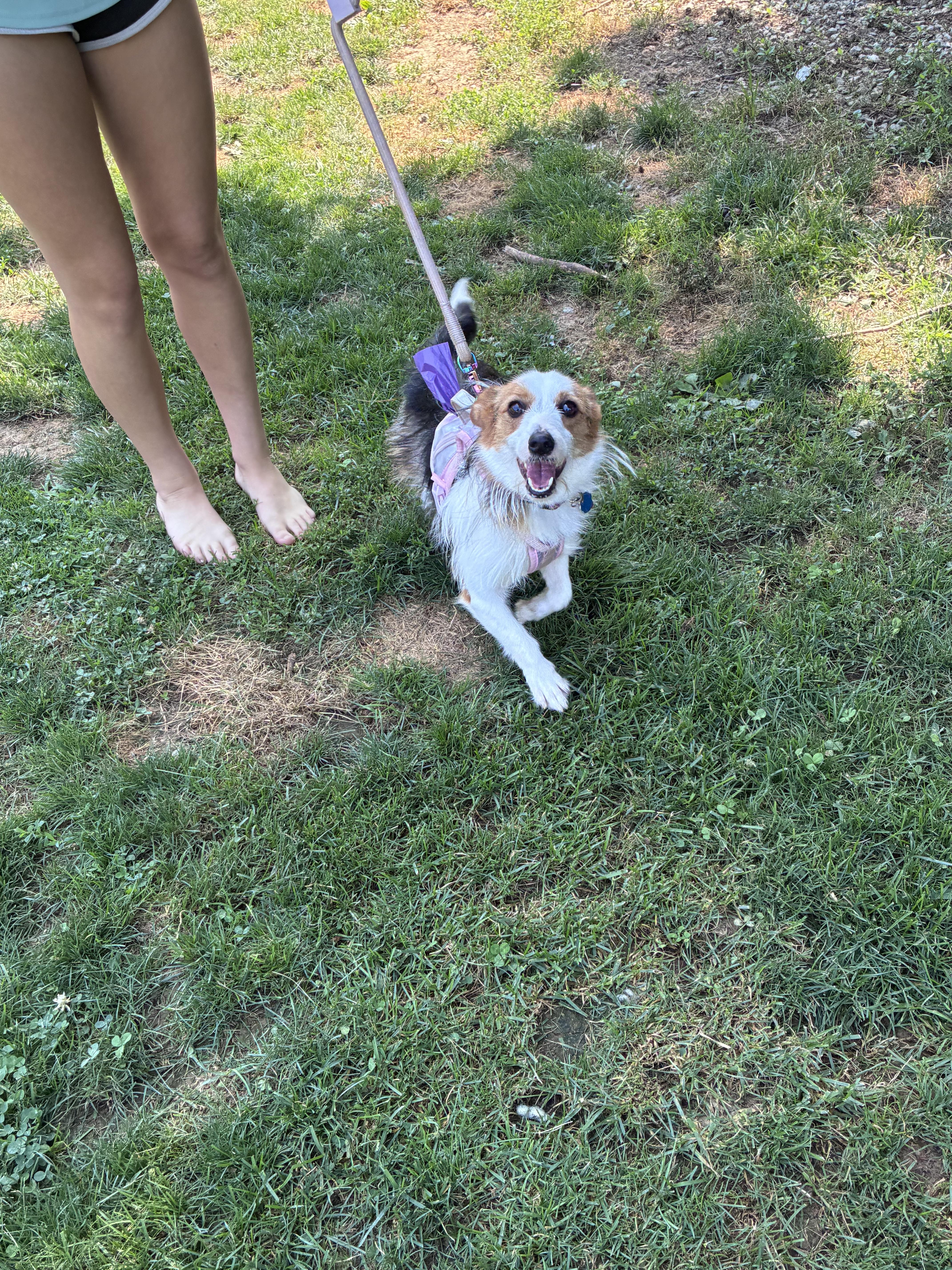 A young small-sized female Tricolor (Brown, Black, & White) Corgi dog named Daisy for adoption in Lincoln University, PA