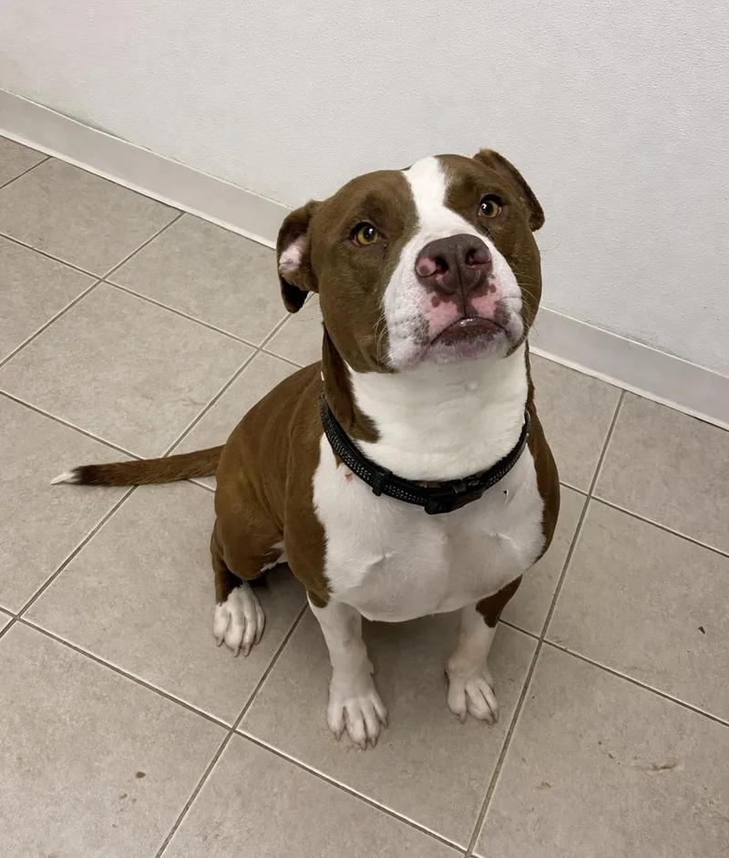 A young large-sized male Brown / Chocolate Terrier dog named Grover Gci Trained Graduate!! for adoption in Elyria, OH