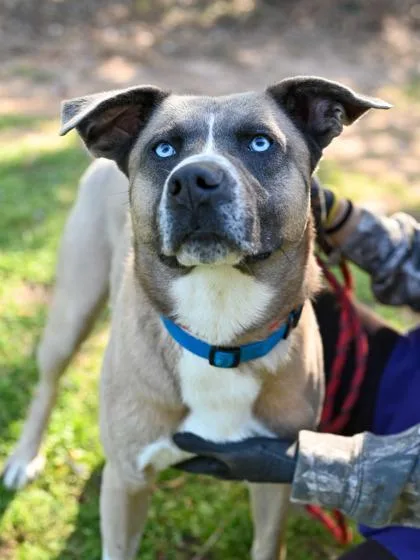 An adult large-sized male Mixed Breed dog named Hamlin for adoption in Chamblee, GA
