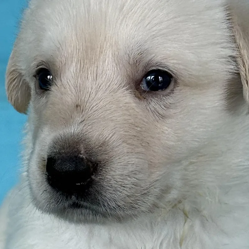 A baby large-sized female Anatolian Shepherd dog named BUTTERLocal for adoption in Warwick, RI