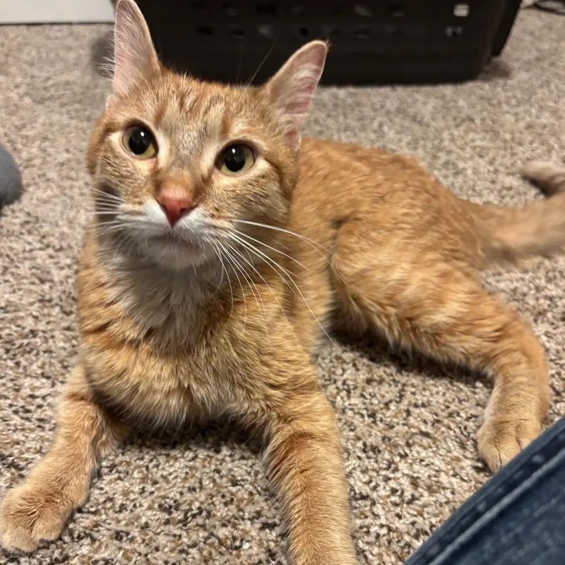 Nala thumbnail 2