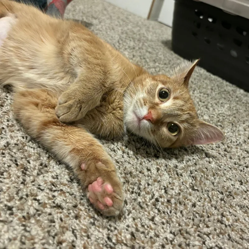 Nala thumbnail 3