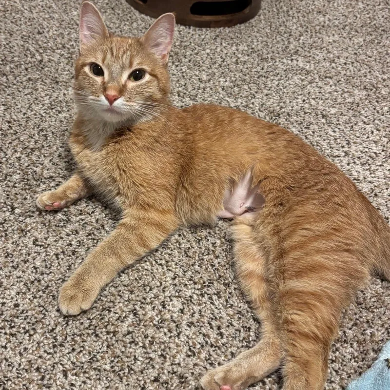 A young medium-sized female Tabby (Orange / Red) Domestic Short Hair cat named Nala for adoption in Renton , WA