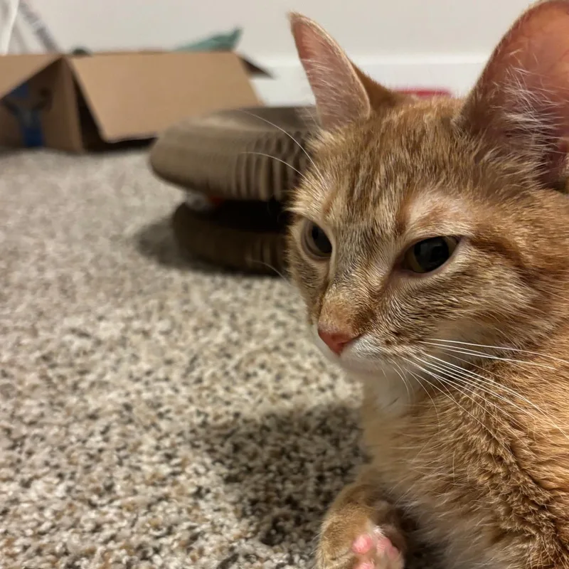 Nala thumbnail 4