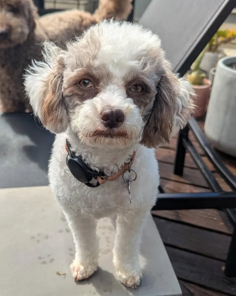 Cheesecake thumbnail 2