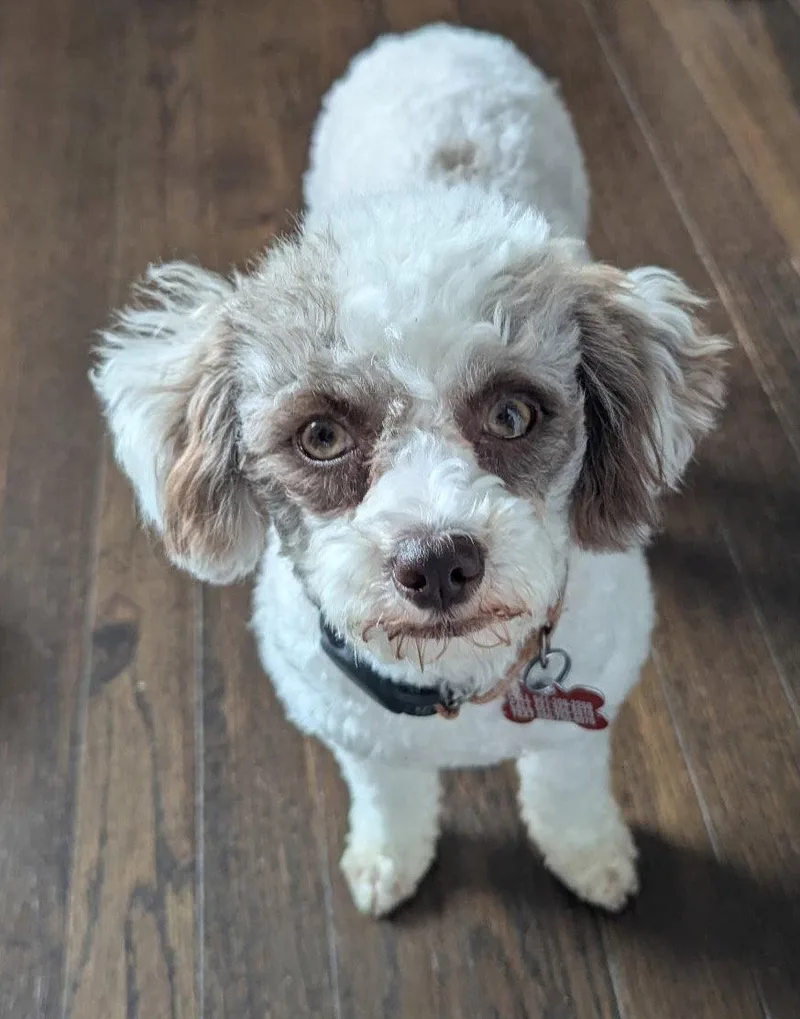 Cheesecake thumbnail 3