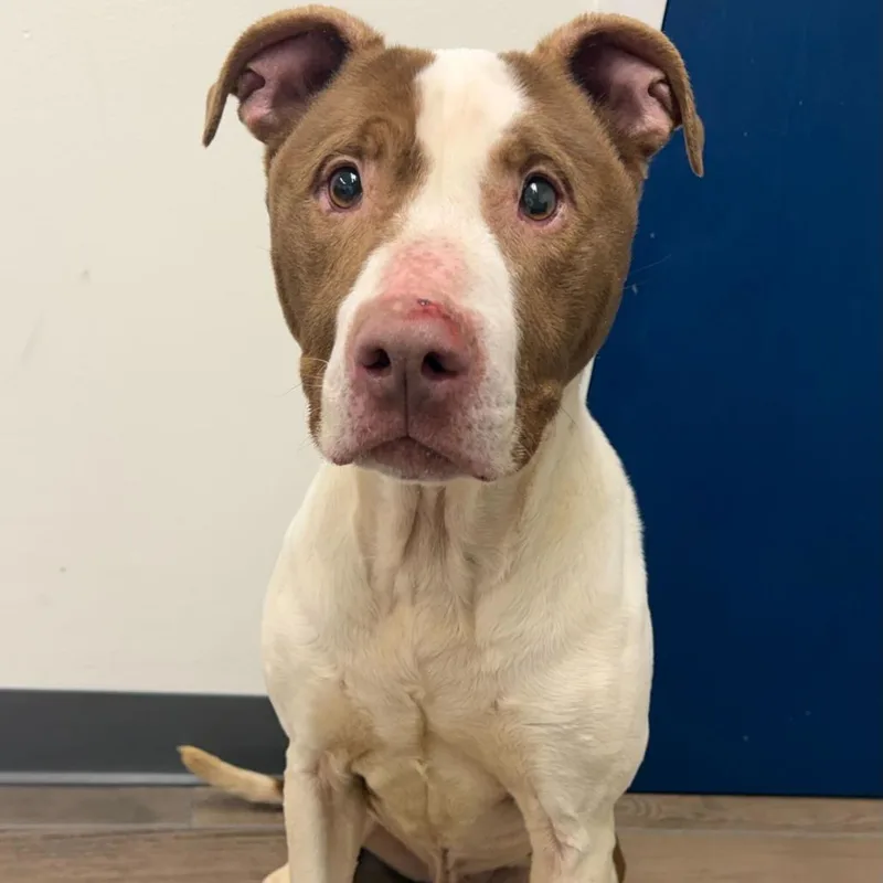 An adult medium-sized male Brown / Chocolate Pit Bull Terrier dog named Zinger for adoption in Dayton, OH