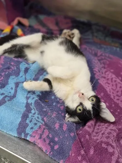 A baby small-sized male Domestic Short Hair cat named Kid Danger for adoption in Westland, MI