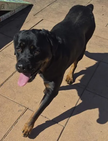 An adult large-sized female Rottweiler dog named Selena for adoption in Shreveport, LA