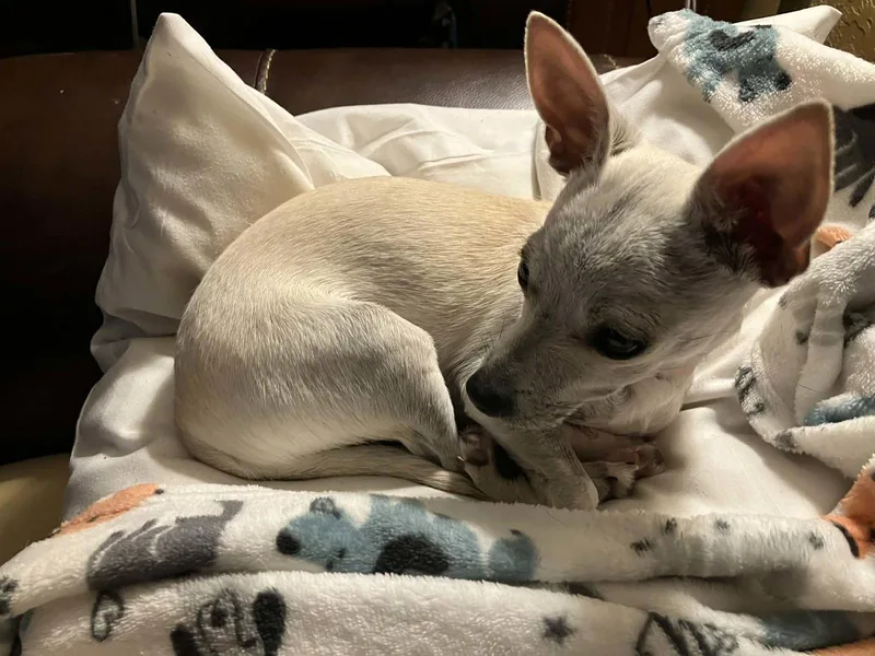 Little Man thumbnail 2