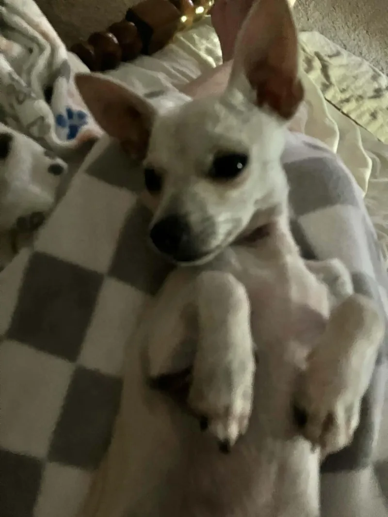 Little Man thumbnail 3