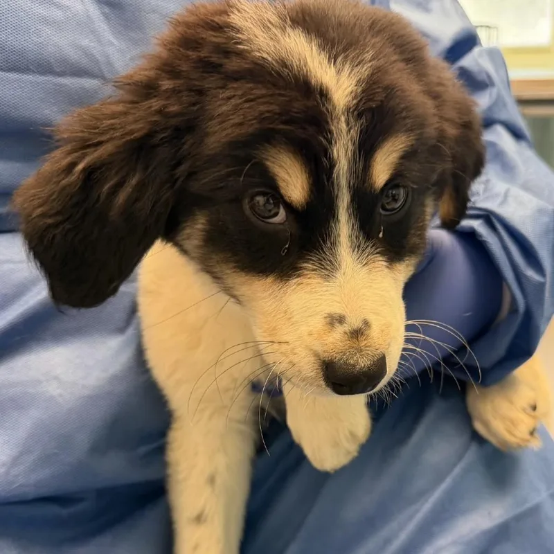 A baby small-sized male Black Great Pyrenees dog named Langdon for adoption in Charlottesville, VA