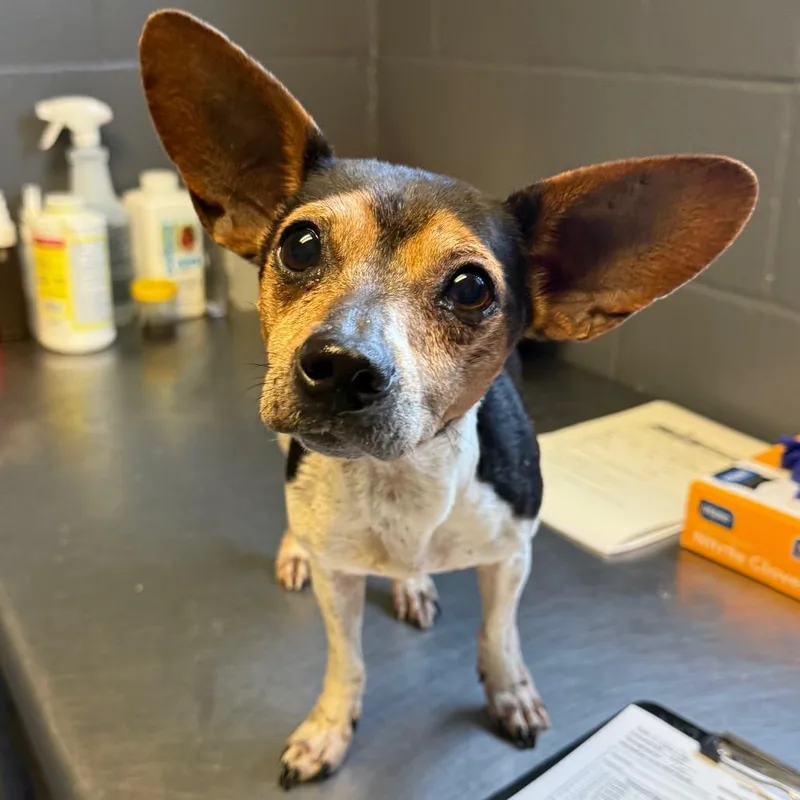 An adult small-sized male Black Chihuahua dog named TUSCStray for adoption in Tuscaloosa, AL