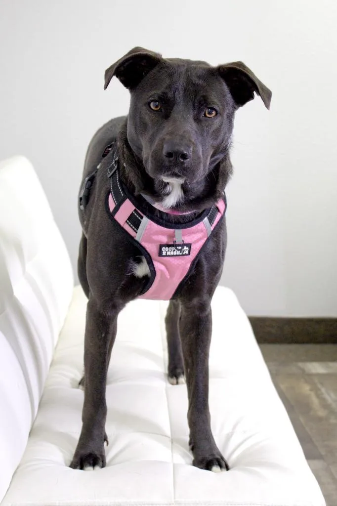 An adult medium-sized female Labrador Retriever dog named Cookie for adoption in Savage, MN