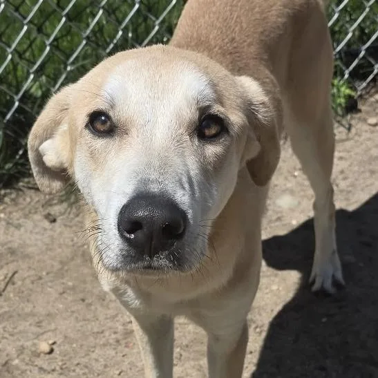 A young medium-sized male Yellow / Tan / Blond / Fawn Labrador Retriever dog named Buddy for adoption in Calverton, NY